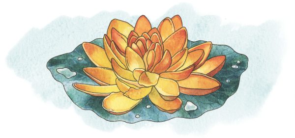 bannière nénuphar